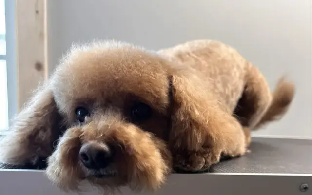 The Pampered Paw Doggy Day Spa in Vidalia, GA
