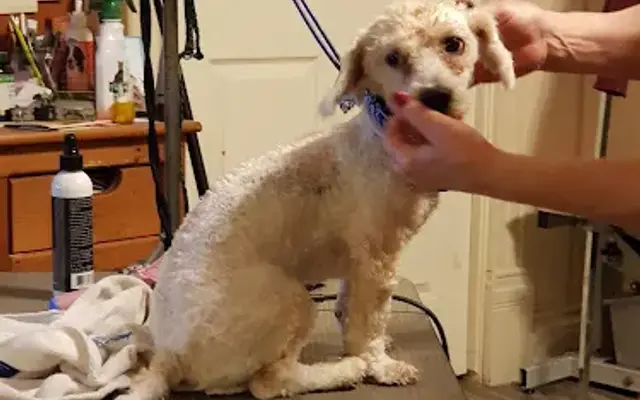 Cathy's Paws & Claws Pet Grooming in Porterville, CA