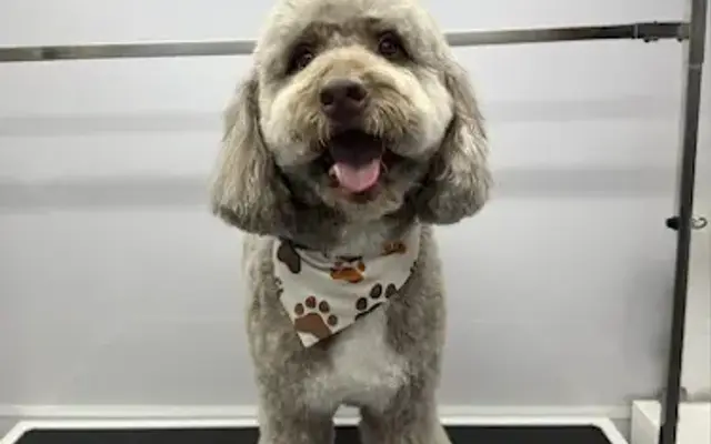 Fluff Season Mobile Grooming in Litchfield Park, AZ