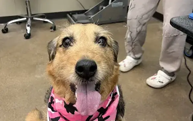 Pet Supplies Plus Painesville Grooming in Painesville, OH