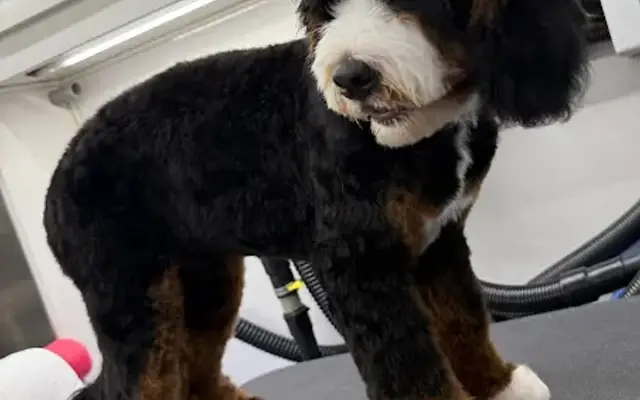 Alpha Mobile Grooming, LLC in West Hills, CA
