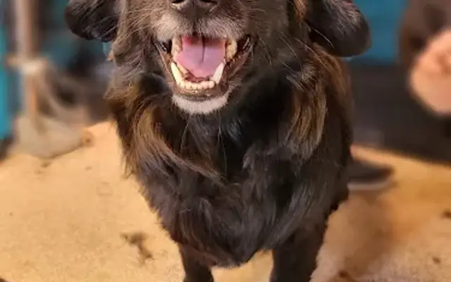 Paw-Pup Pedicure & Grooming in Blue Springs, MO