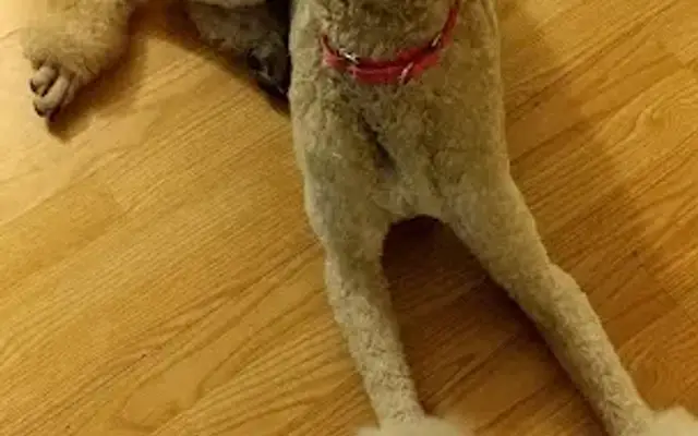 Grateful Dog Grooming in Orange Park, FL