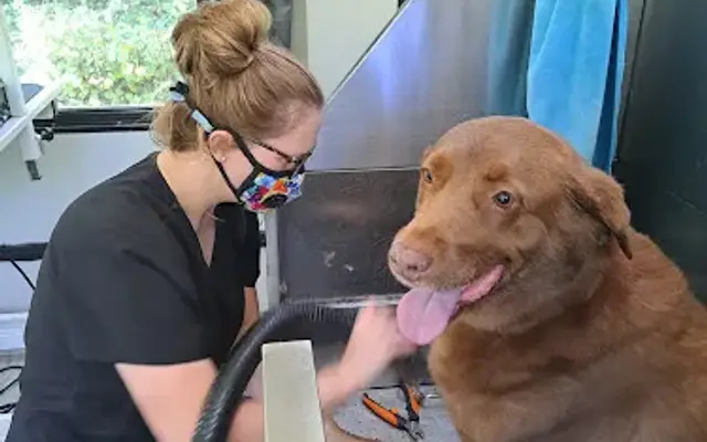 All Pawz Grooming LLC in Crawfordville, FL