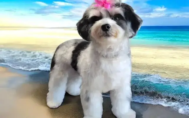 Grooming the Gulf in Orange Beach, AL