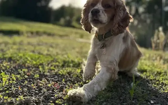 Canine-Connections Training & Grooming in New Paltz, NY