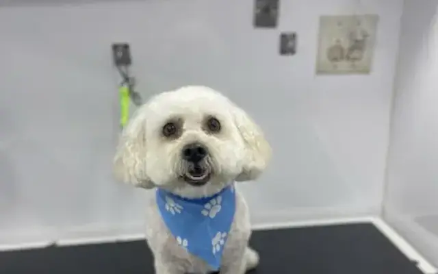 Muddy Paws Mobile Pet Grooming in Fresno, CA