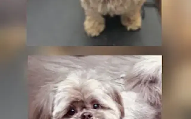 Sweet Stef's Grooming & Pet Sitting in Columbus, OH