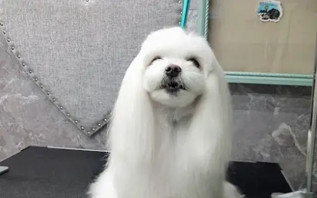 865 Groomer LLC in Knoxville, TN