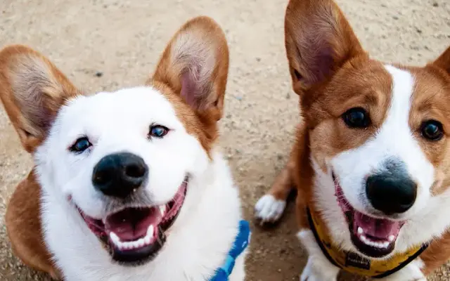 Lucky Paws Pet Lodge in Allen, TX