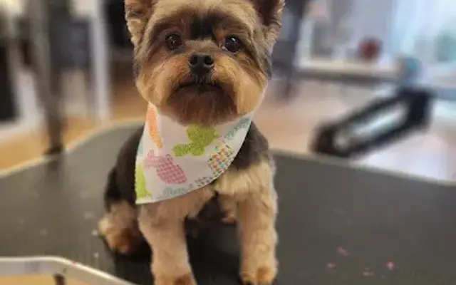 Totally Rufus Pet Grooming in New York Mills, NY