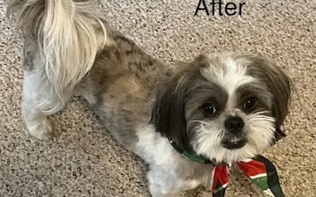 Dawg Gone It Mobile Grooming in Princeton, TX