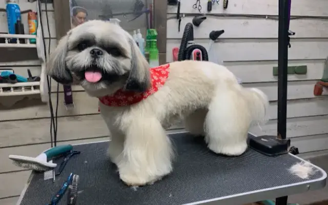 Harley's Mutt Hutt in Roanoke, AL