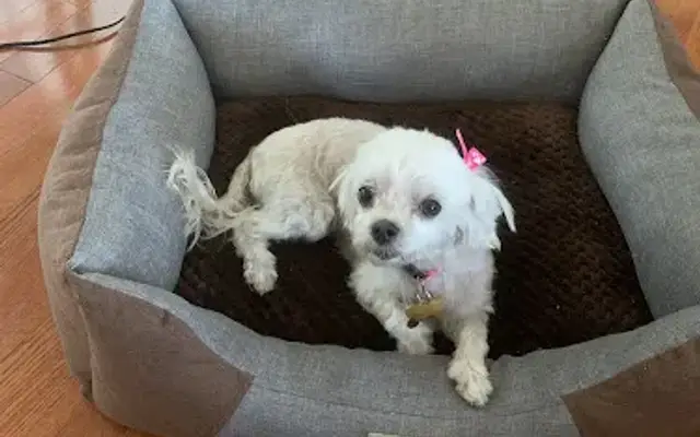 Palms Grooming Salon in Culver City, CA