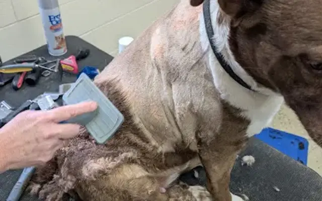 Precious Pets Salon in Hurricane, WV