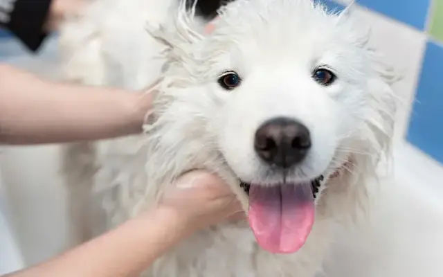 Sol y Luna Grooming in Bakersfield, CA