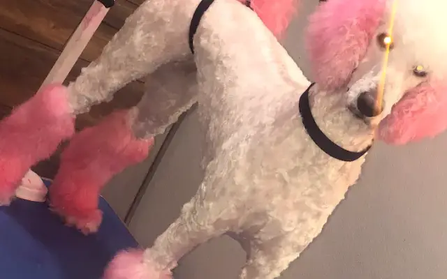 Pawfect Paws by TCC in Philadelphia, PA
