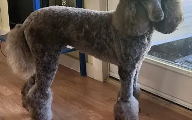 Fluff n Fur Pet Grooming in Sevierville, TN