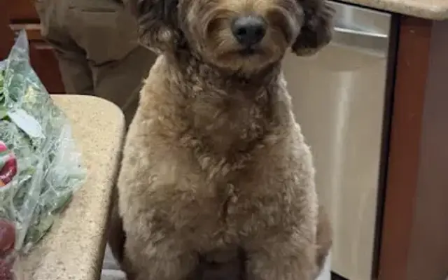 Fetching Canine Grooming and Boutique in Longwood, FL