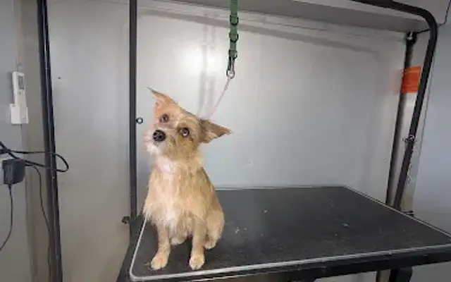 Forest Fur Dog Grooming in Chino Valley, AZ