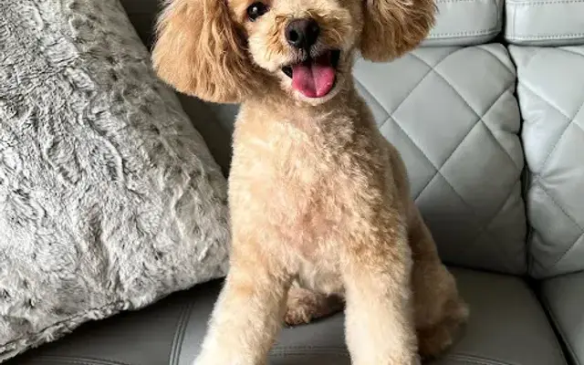 Eve's Grooming in Homestead, FL