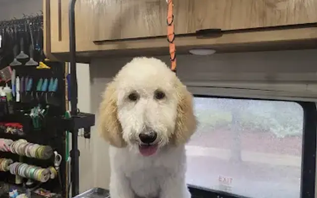 So Sassy Dog Grooming in Hoover, AL