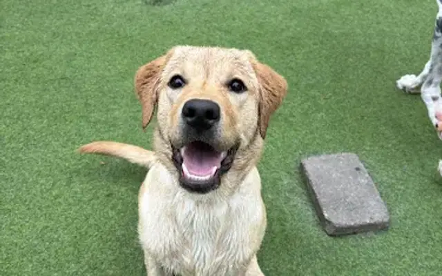 Pet Suites in Aliso Viejo, CA