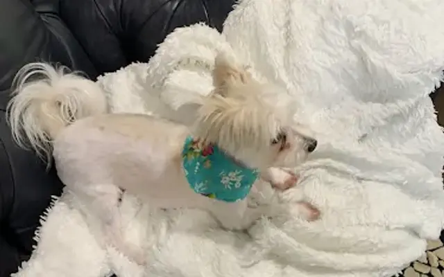 Pet Groomerie in Jupiter, FL