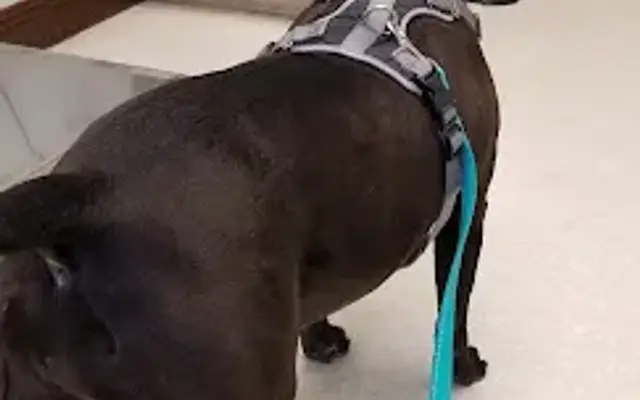VCA Algiers Animal Hospital in New Orleans, LA