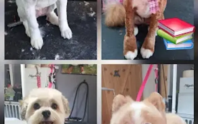 4 Pretty Paws Pet Grooming in St. Augustine, FL