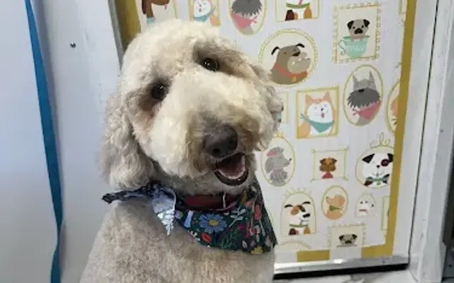 Oh My Dawg Grooming Spa in Cumming, GA