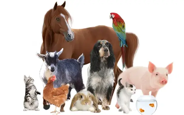Steel City Furbaby's Dog Grooming & Pet Sitting in Wexford, PA