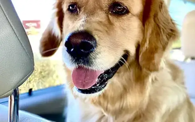 Paws & Friends in Manvel, TX