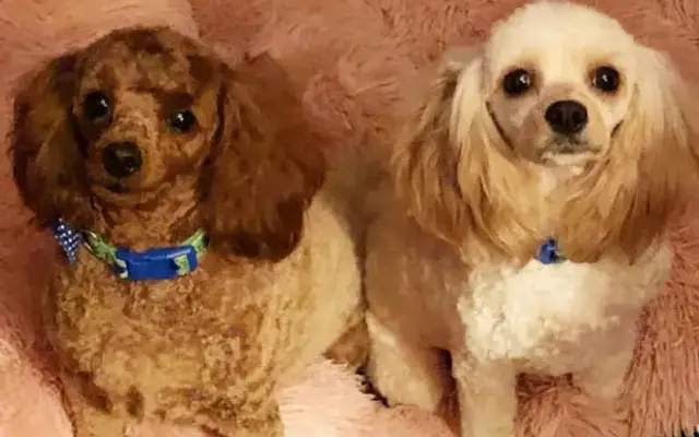 Gogga Pet Grooming in Covina, CA