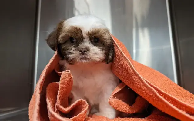 Casa del Rocio - Pet Grooming, Boarding & More in Monticello, FL