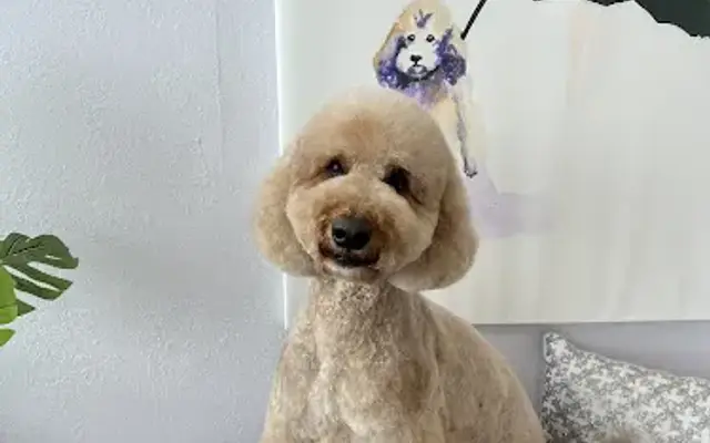 Veronica knows pet grooming in Stuart, FL
