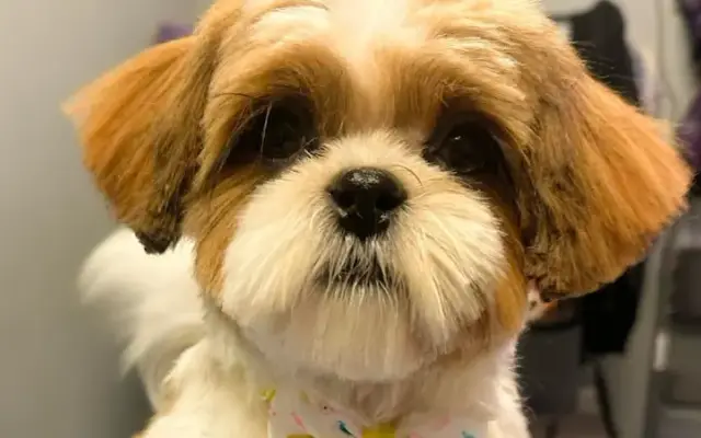 The Fairy Dog Groomer in Prospect, KY
