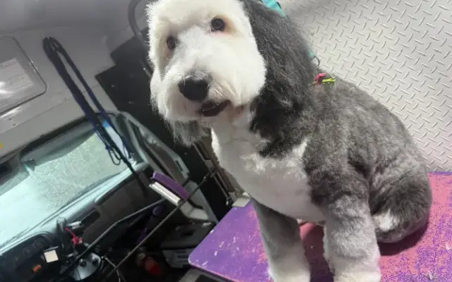 Dogs N Divas Mobile Grooming in Cottonwood Heights, UT