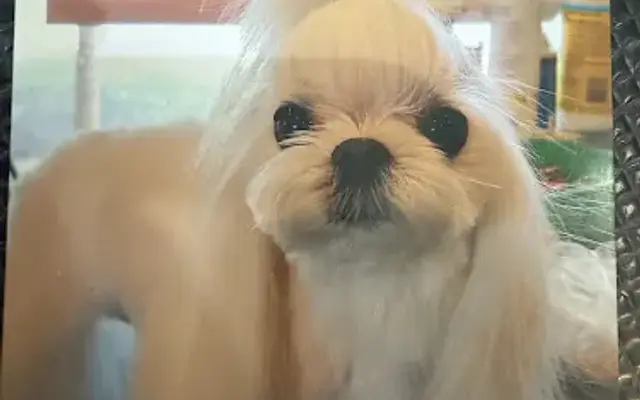 Puppy Salon in Whittier, CA