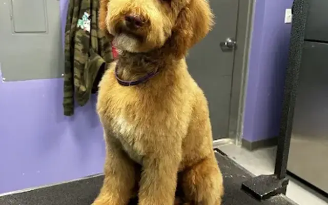 Pups 'n Sudz in Ashland, VA