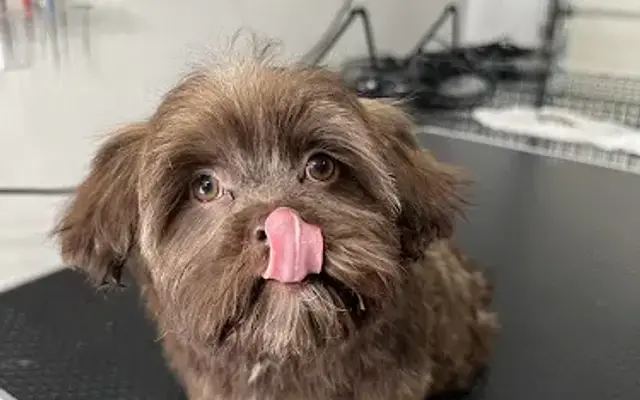 Dirty Paws Grooming in Kingsburg, CA