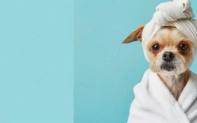 La Doggy Pet Spa in Katy, TX