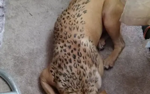 Painted pups in Lakeland, FL