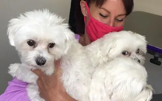 WiggleButts Mobile Dog Grooming Salon in Fort Collins, CO