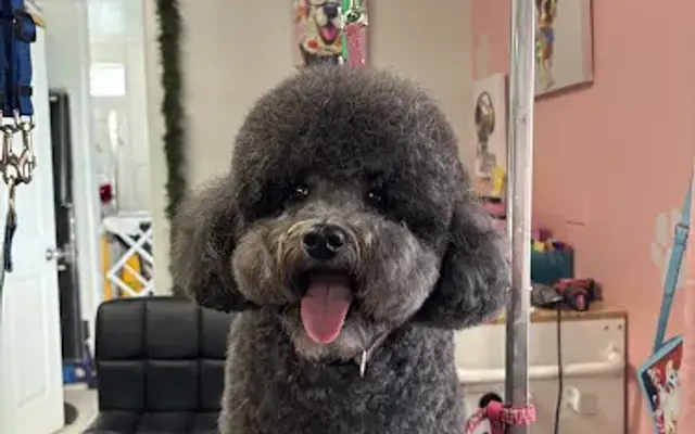 Poppy & Friends Pet Shop and Grooming in Lake Elsinore, CA