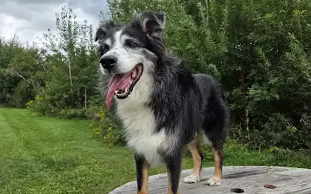Blaine Kennels Boarding, Training & Daycare in Blaine, MN