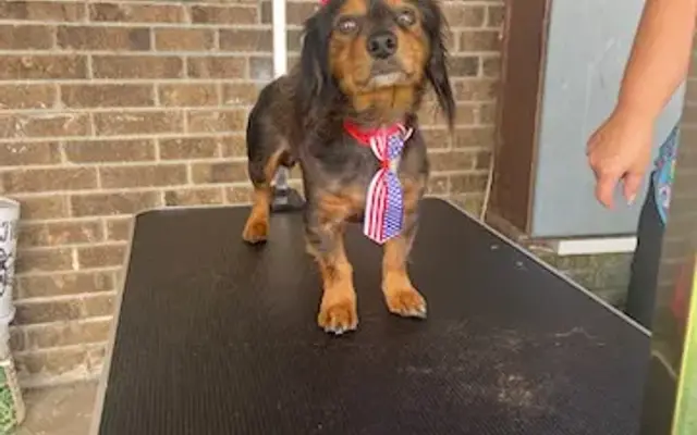 Safe Haven:A House Call Pet Grooming Service in Dequincy, LA