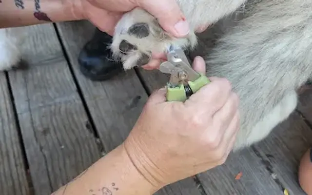 Nails and More Pet Care in Petaluma, CA
