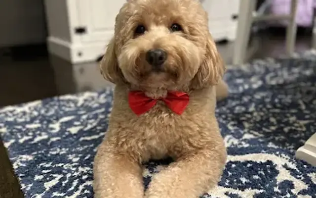 The Dawg House Grooming in Huntley, IL