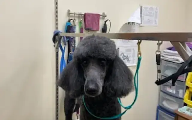 Carmen's Critter Wash in Windom, MN